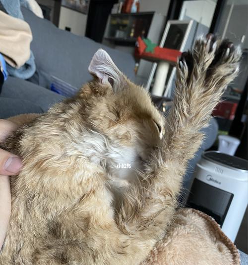 为什么猫咪的屁股很臭（宠物猫的肛门腺问题及解决方法）