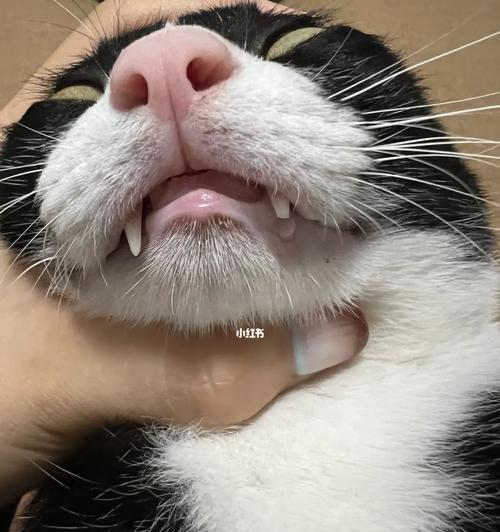 猫咪牙齿太长怎么办（如何解决猫咪牙齿过长的问题）