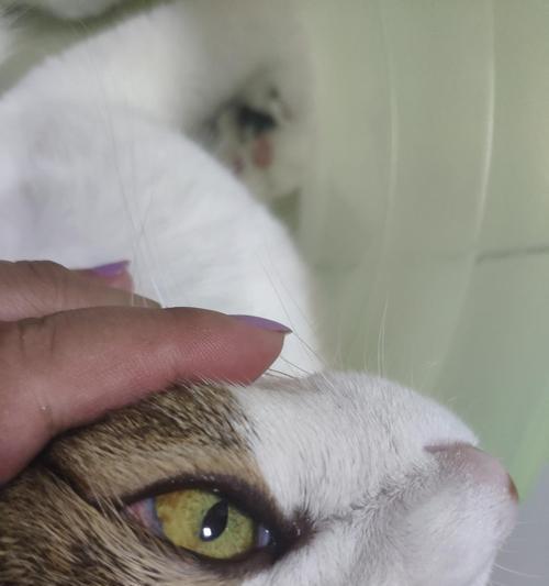 宠物猫眼瞳孔歪了,你需要知道的关键事项(了解猫咪瞳孔的变化及其原因)