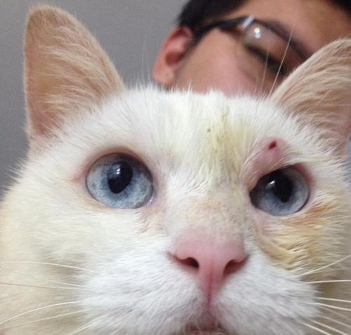 宠物猫咪为何会眼皮肿（探寻猫咪眼皮肿背后的原因和治疗方法）