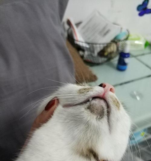猫咪嘴边的黑色下巴之谜（揭开宠物猫咪脸部神秘黑斑的真相）