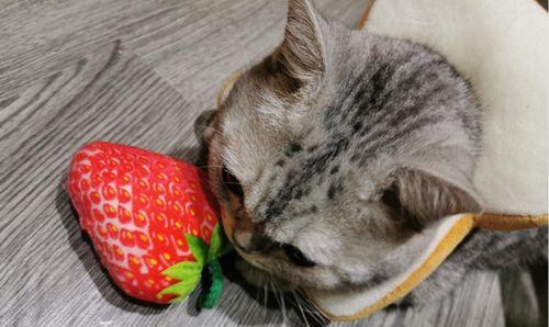 猫咪初尝薄荷的趣闻（一只小猫咪的奇妙体验以及薄荷对宠物的影响）