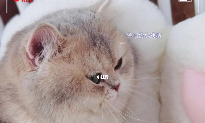 猫咪新家内心独白——我的新生活（猫咪的第一天）