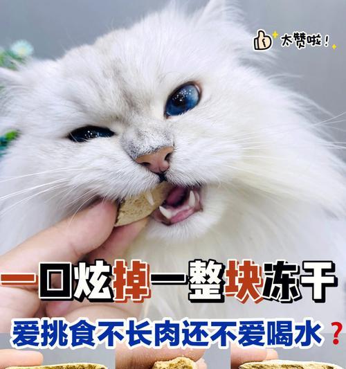 如何选择适合猫咪的冻干粮（以宠物为主）