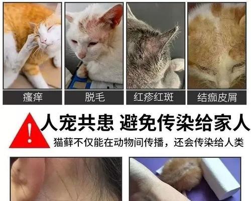 宠物猫咪肚皮真菌感染怎么办(碘伏是最有效的治疗方法)