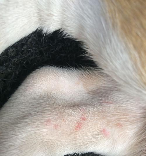 揭秘猫咪肚子肉疙瘩的真相(探索宠物健康与饮食的关系)