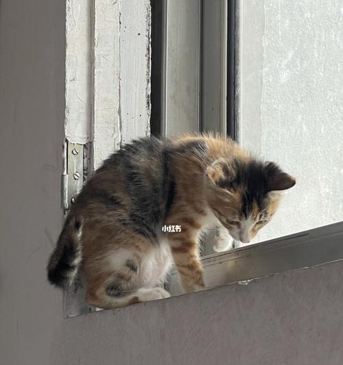 猫咪下垂肚子的原因及应对方法(保护宠物健康)