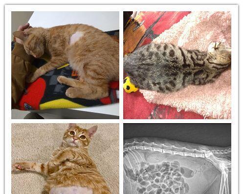 猫咪肚子胀怎么解决（宠物健康的必须之道）