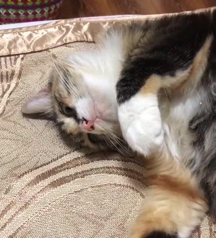 为什么猫咪的肚子总是咕咕叫(揭秘猫咪肚子咕咕叫的原因与处理方法)