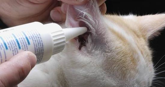 从猫咪耳朵旁边的白色看宠物健康（关注宠物耳朵旁白斑）