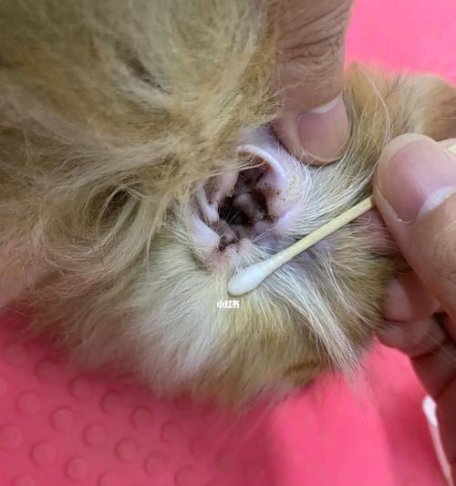 猫咪耳朵寄生虫的危害与预防(宠物健康必须知道的寄生虫防控知识)