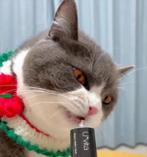 小猫咪发现了桌上的神秘物品(一只可爱宠物的好奇心引发了一场惊险的探险之旅)