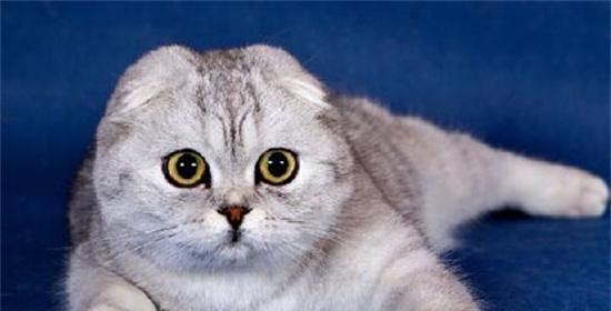 以猫咪腹水能活多久为主题的探讨（宠物猫腹水的症状）