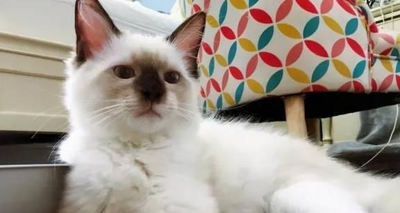 如何治疗猫咪肝脏肿大(从食疗到药物)