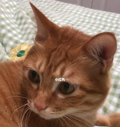 猫咪咕噜咕噜歌曲的魅力（探寻宠物与音乐的奇妙结合）
