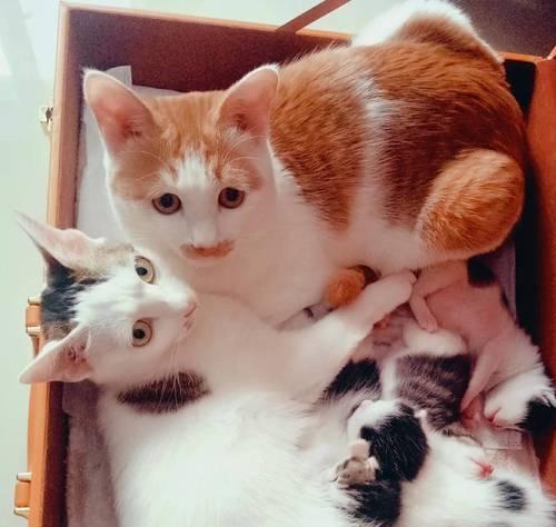 小猫遭公猫性侵（无声的受害者、保护责任在谁）