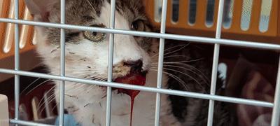 宠物小猫鼻自己有血,是什么原因(探究小猫自己鼻出血的可能性和应对措施)