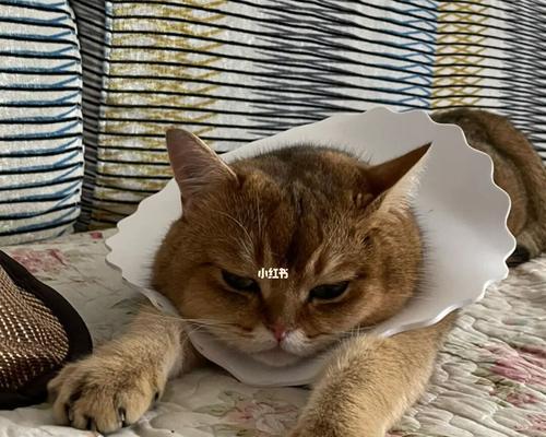 宠物小猫脖子突然歪了，如何应对（紧急情况下的救治方法及预防措施）