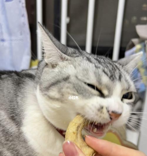 小猫为什么不喜欢吃东西（探讨宠物饮食习惯和健康问题/猫咪食欲不振的原因分析及应对方法）