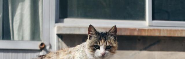 小猫离家,老猫会寻找吗(宠物世界中的亲情观察与思考)