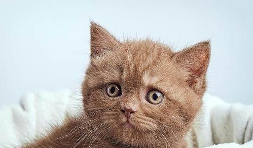 小猫肚子疼怎么办(宠物疾病预防与治疗)