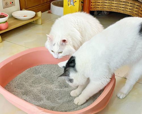 宠物小猫何时开始使用猫砂盆(掌握正确的养猫技巧)