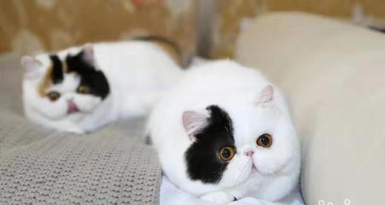 如何判断小猫是公猫还是母猫（以小猫多大可以看出公母）