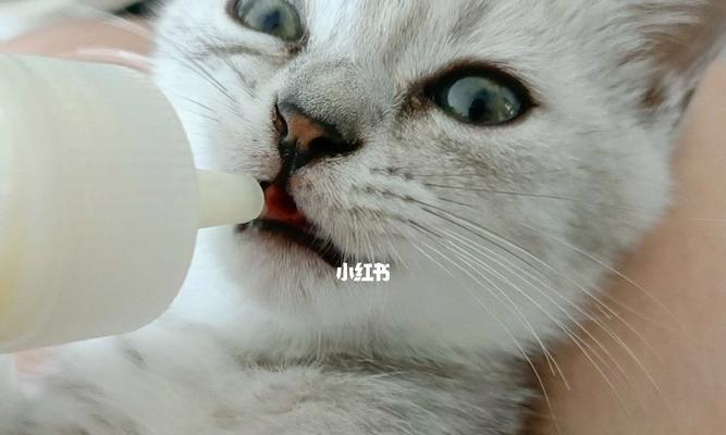 小猫喝牛奶的正确姿势(以宠物为主)