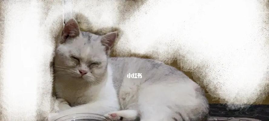 如何减少小猫的噪音(宠物主人必读的小猫降噪指南)