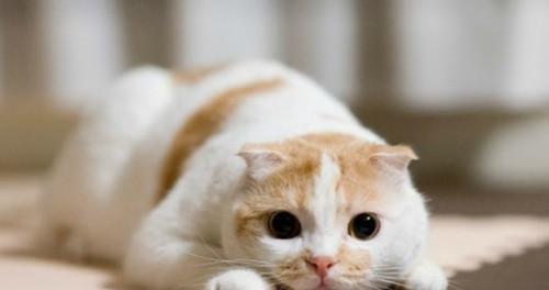 小猫换新环境（解决小猫总睡觉的问题）