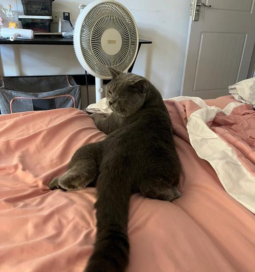 如何教育小猫做好大小便（宠物与我们的责任）
