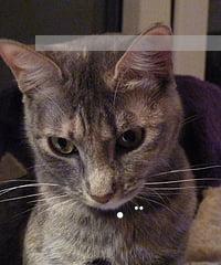 小猫火车——宠物也能坐火车啦（带着宠物出行）