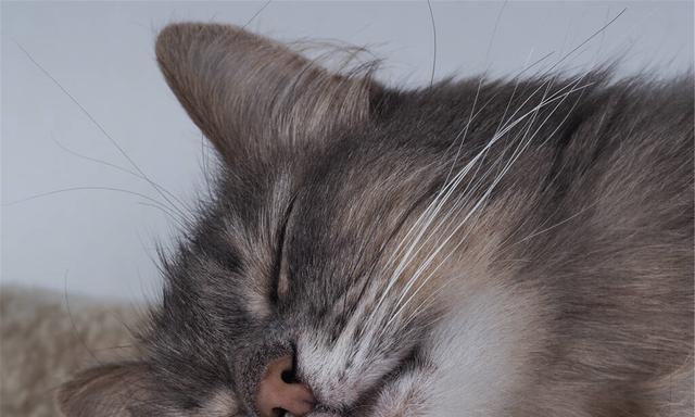 小猫流眼泪的原因(探究宠物眼泪异常的可能性)