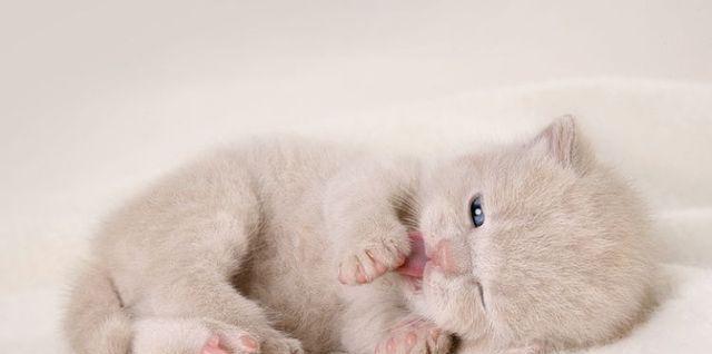 小猫猫咪的正常体温是多少（以宠物为主）
