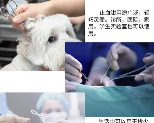 泰迪狗狗耳朵伤口原因及治疗方法(宠物医生详解泰迪狗狗耳朵伤口的常见原因和治疗方法)