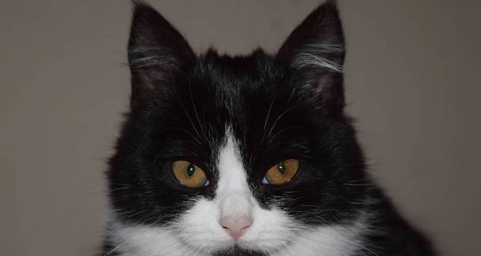 小猫鼻子黑色的原因及处理方法(探究小猫鼻子变黑的原因和可行的处理方式)