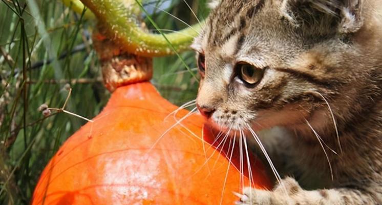小猫的健康餐——蔬菜(宠物猫的膳食选择与营养需求)