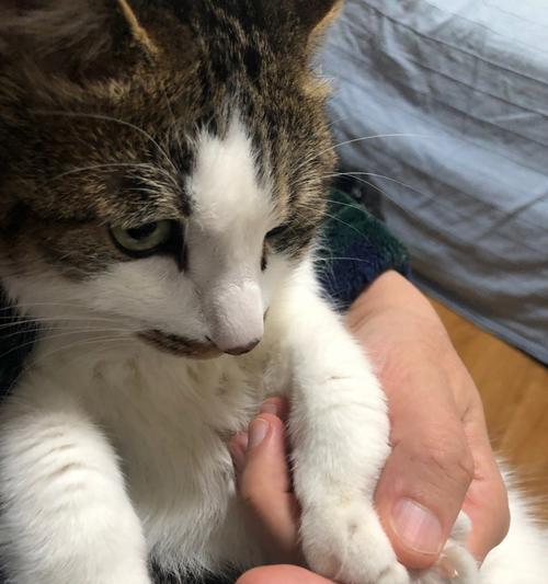 小猫指甲修剪时间详解(宠物爱好者必看)