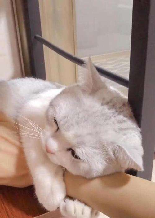 猫咪为什么喜欢咬人（探究猫咪咬人的原因和解决方法）