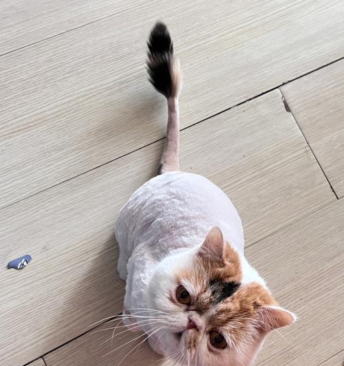 猫咪剃毛后如何防止感冒（探究猫咪剃毛后的保暖方法及注意事项）