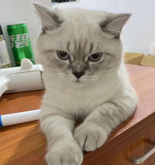 猫咪为什么喜欢舔袋子（解密猫咪神秘的舔袋行为）