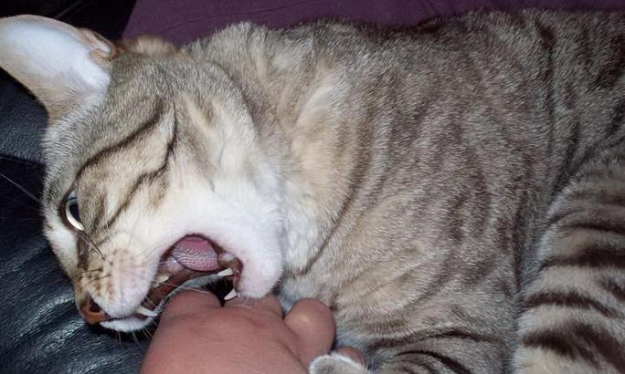 猫咪掉牙了怎么办（以宠物为主）