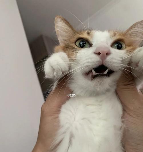 猫咪每天需要清理便便吗（宠物养护必须注意的细节与方法）