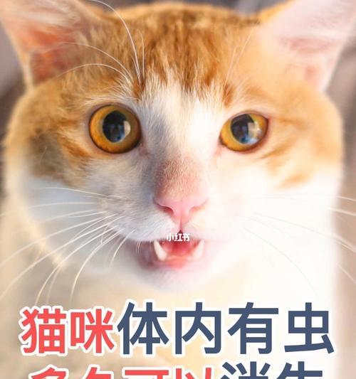 爱宠有蛔虫（宠物蛔虫的成因）