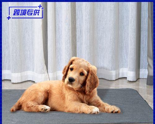 如何带上宠物猫咪坐大巴（宠物乘车攻略）