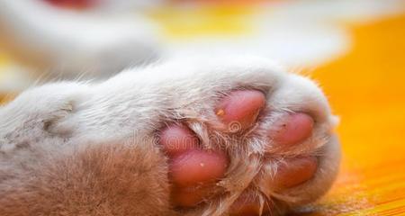 如何剃猫咪爪子毛，让爪子更健康（以宠物为主）
