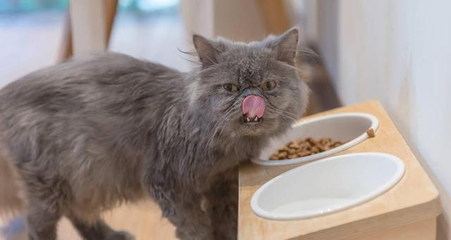 如何治疗宠物猫咪着凉（预防是关键）