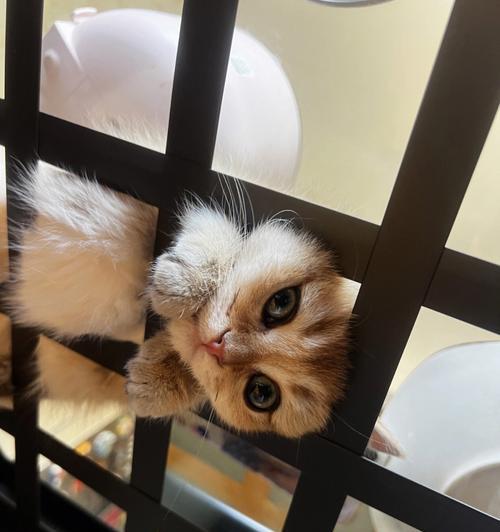 猫咪为什么总喜欢跳桌子（探秘猫咪跳桌子的原因与解决方法）