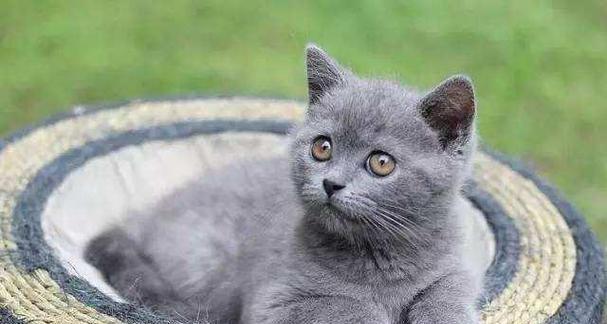 宠物猫肾脏检查费用分析(全面解析宠物猫肾脏检查流程及注意事项)