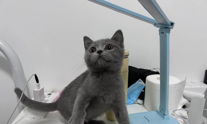 母猫为何会赶走小猫(宠物母猫行为分析与解析)
